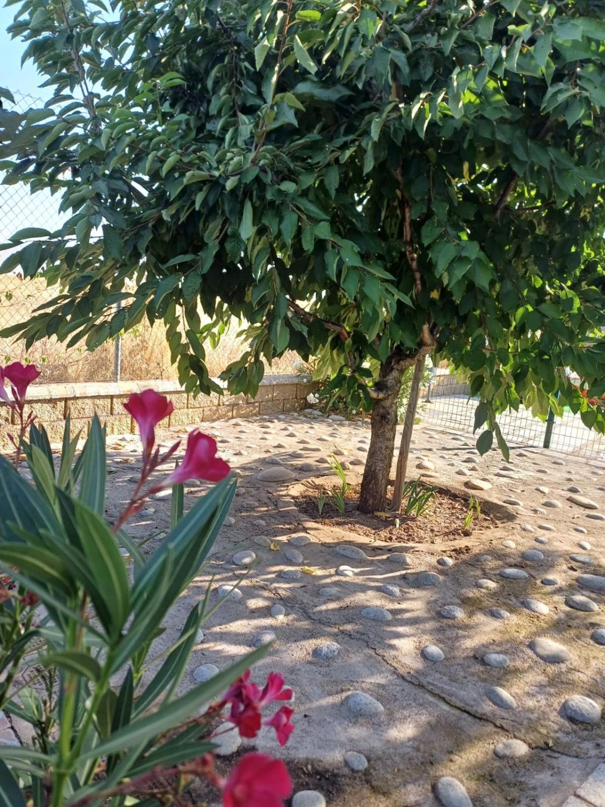 El Almendro Del Cura Βίλα Villarmayor  Εξωτερικό φωτογραφία