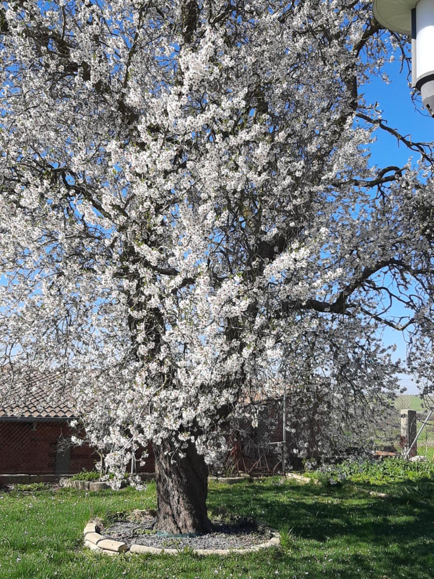 El Almendro Del Cura Βίλα Villarmayor  Εξωτερικό φωτογραφία